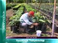 Yenidünya Yetiştiriciliği